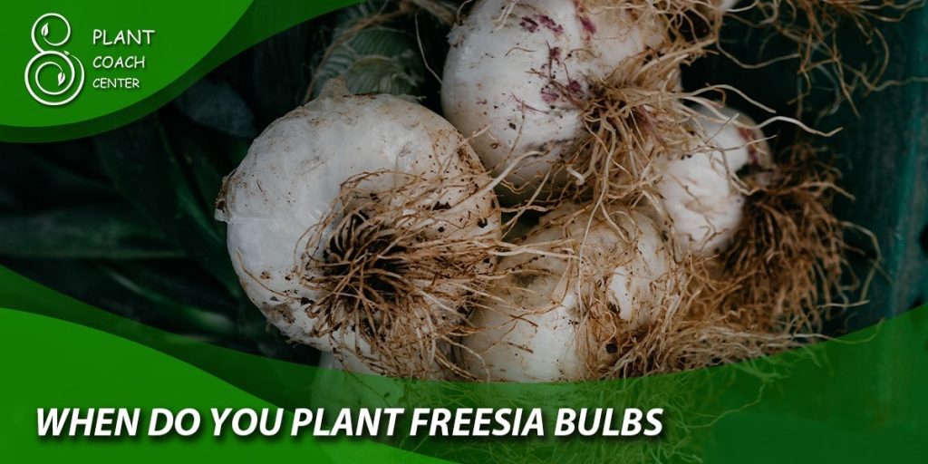 when do you plant freesia bulbs