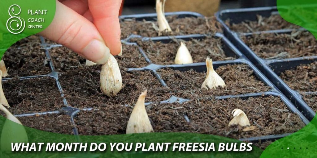 when can freesia bulbs be planted