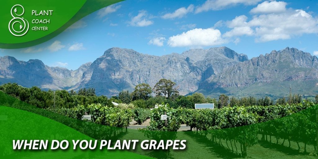 when do you plant grapes