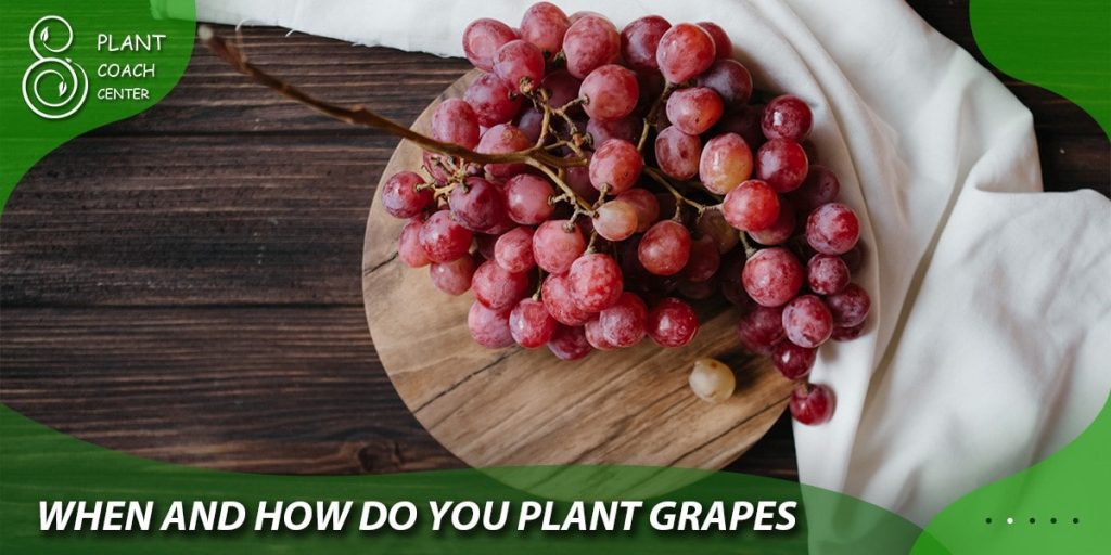 when and how do you plant grapes