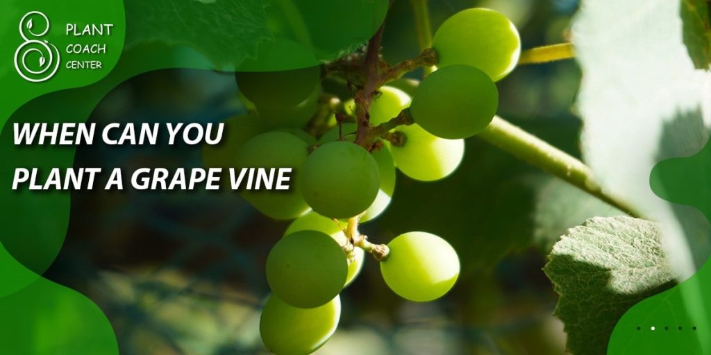 when to plant grape starts