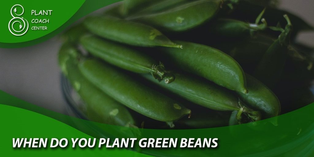 when do you plant green beans