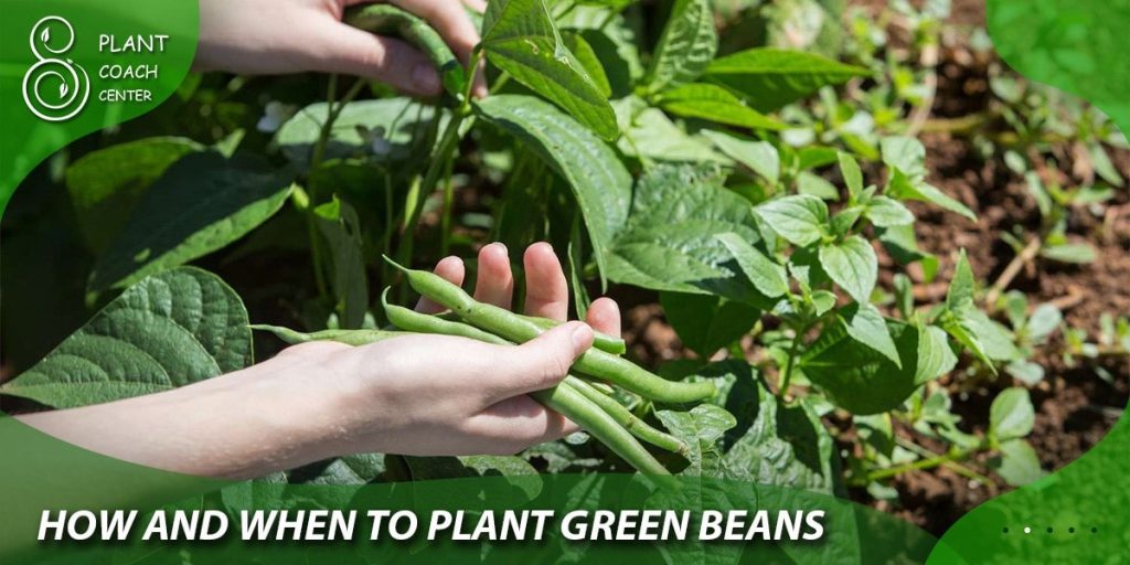 how and when to plant green beans