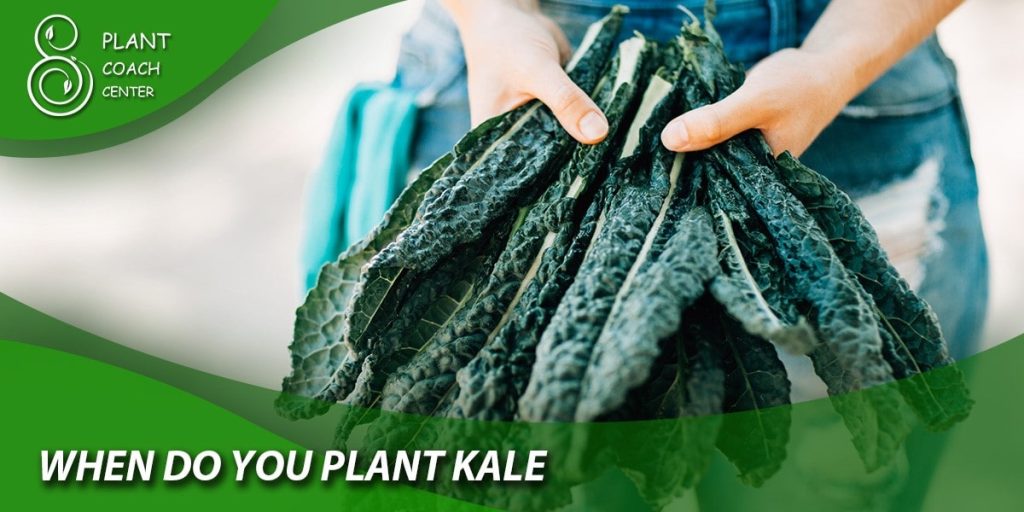 when do you plant kale
