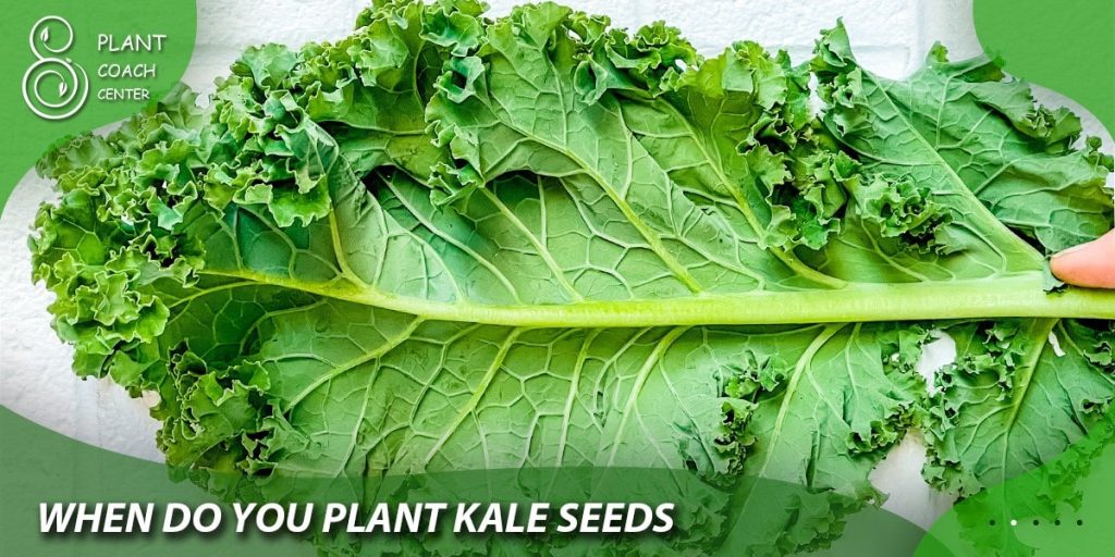 when do you plant kale seeds