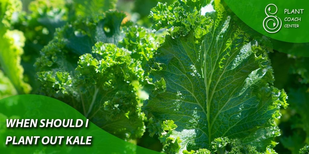 How should I plant out kale