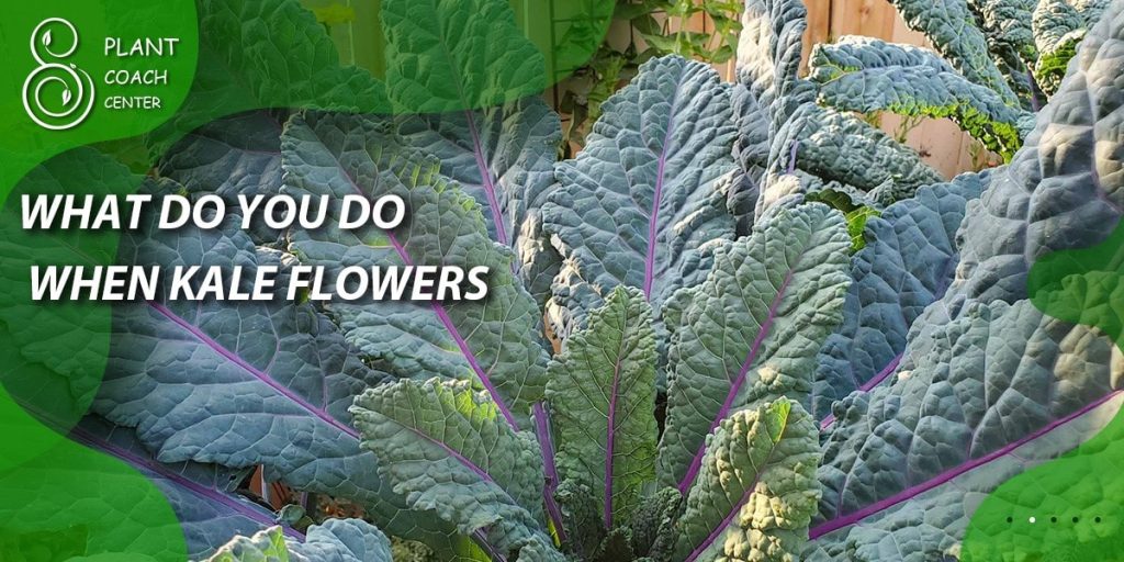 What do you do when kale flowers