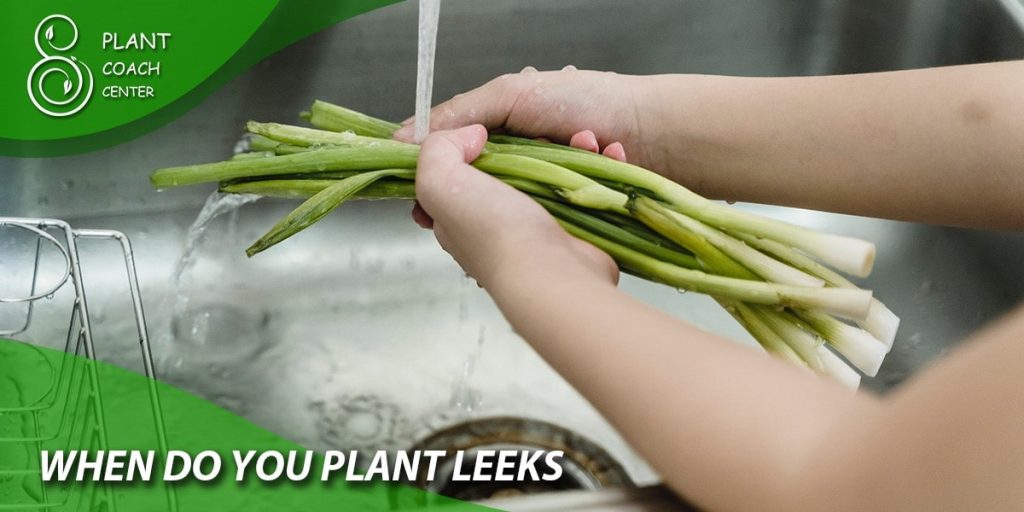 when do you plant leeks