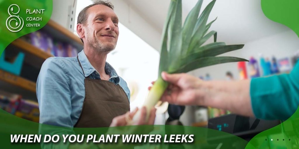 when do you plant winter leeks
