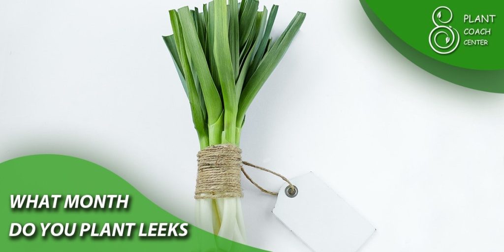 What month do you plant leeks