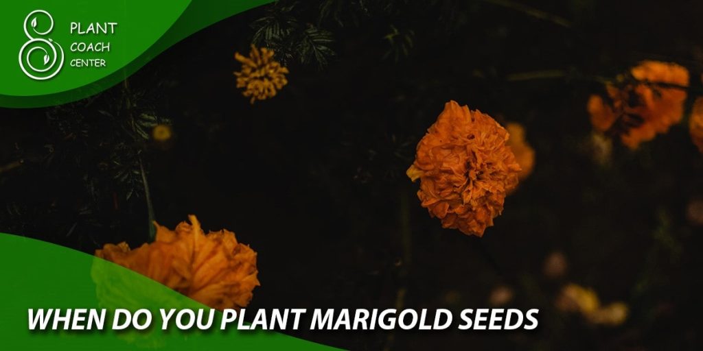 when do you plant marigold seeds