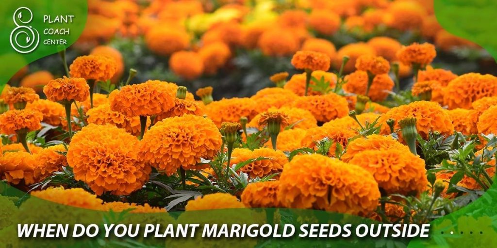 when do you plant marigold seeds outsid