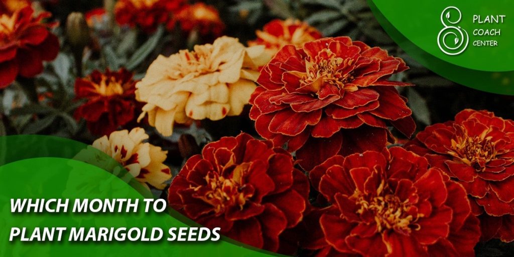 which month to plant marigold seeds