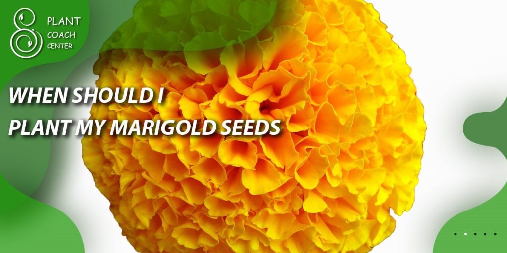 when should I plant my marigolds seeds