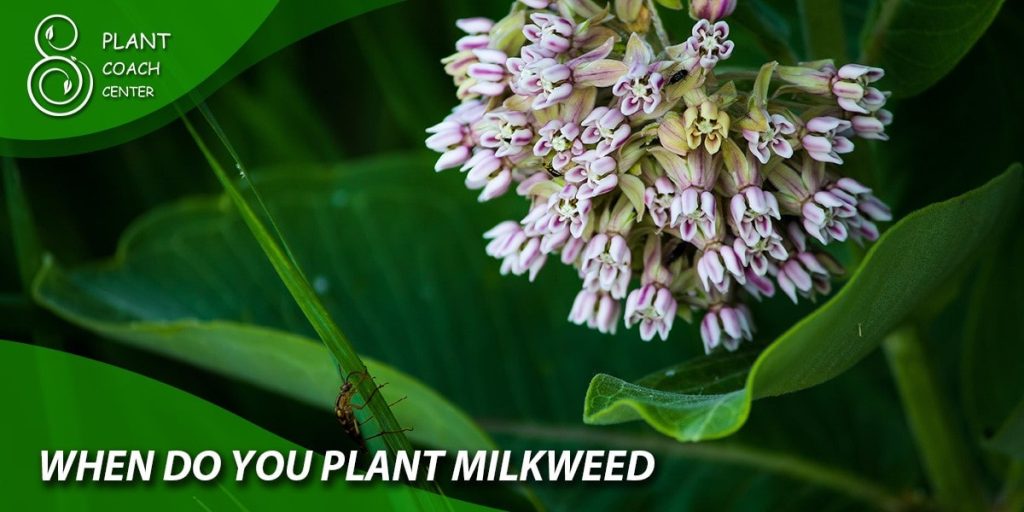 when do you plant milkweed