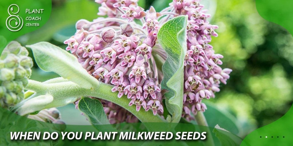 when do you plant milkweed seeds