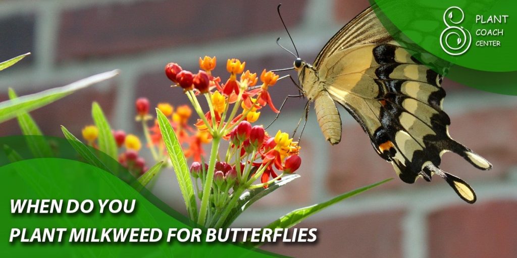 when do you plant milkweed for butterflies