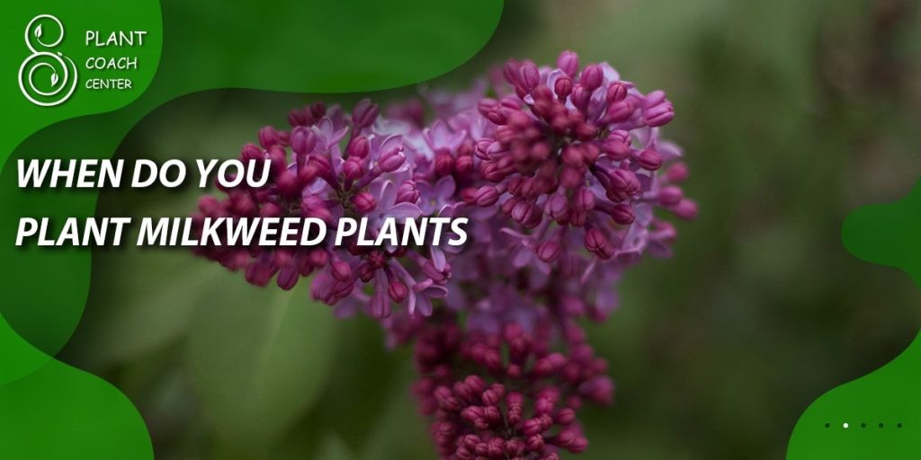 when do you plant swamp milkweed