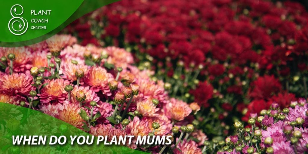 when do you plant mums