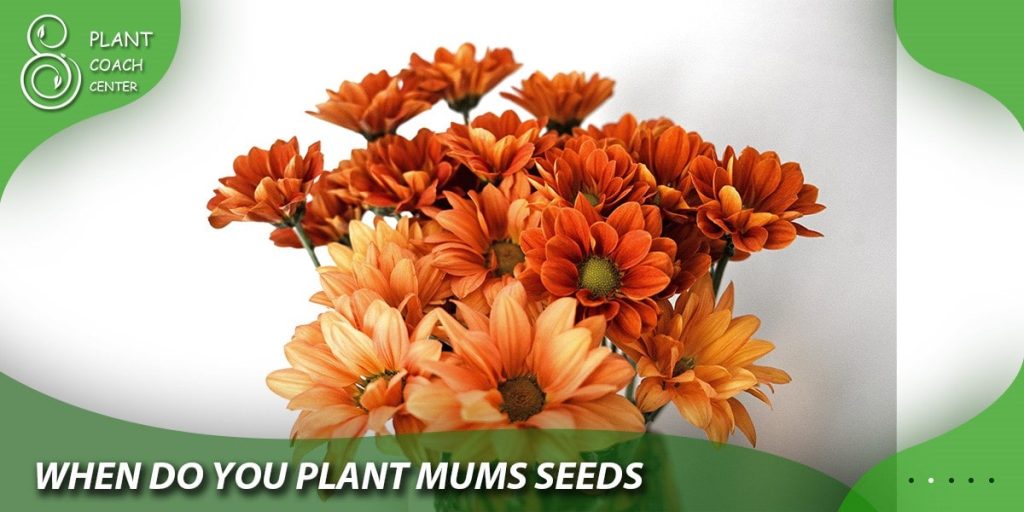 when do you plant mums seeds