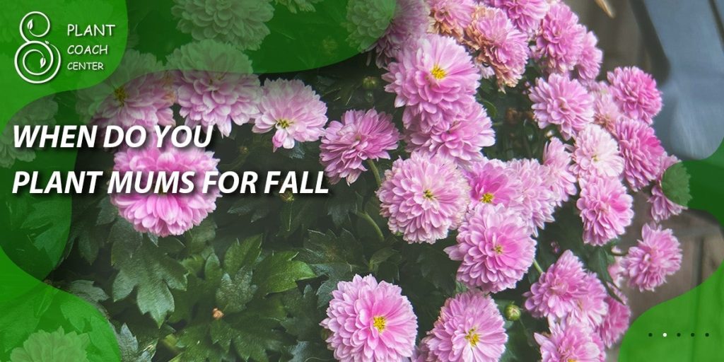 when do you plant mums for fall