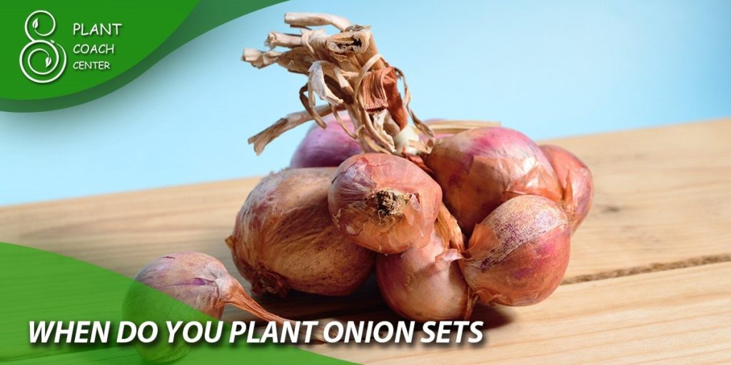 when do you plant onion sets