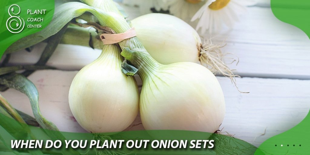 when do you plant out onion sets