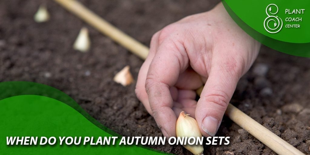 when do you plant red onion sets
