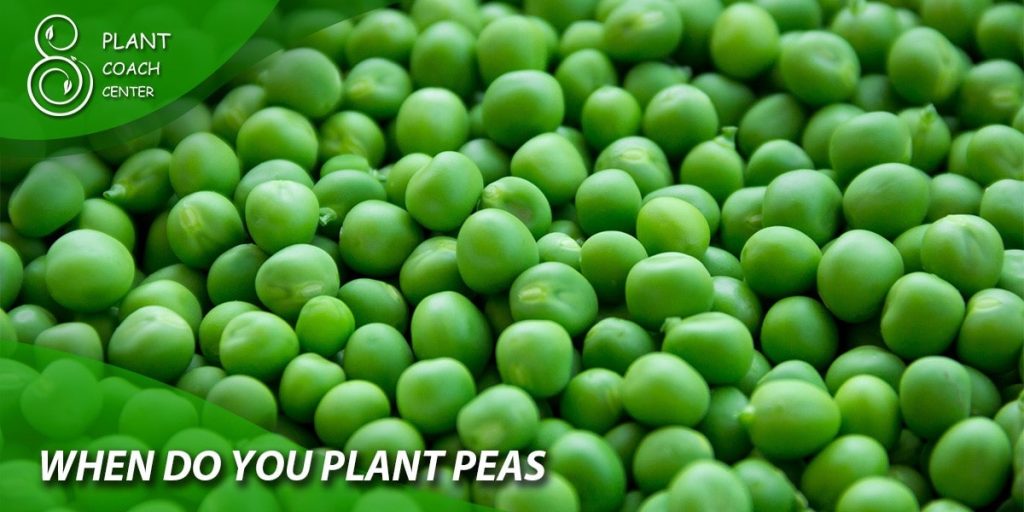 when do you plant peas
