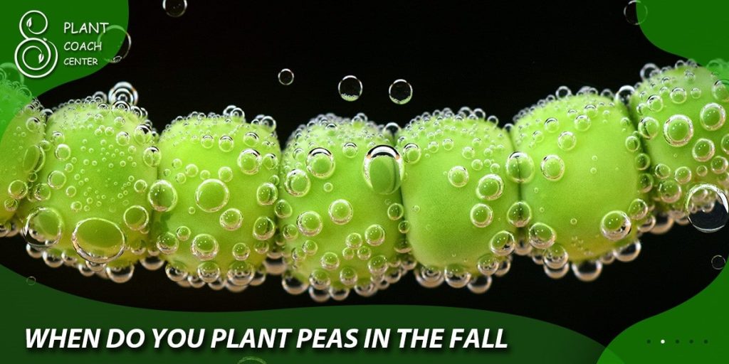 when do you plant peas for a fall crop