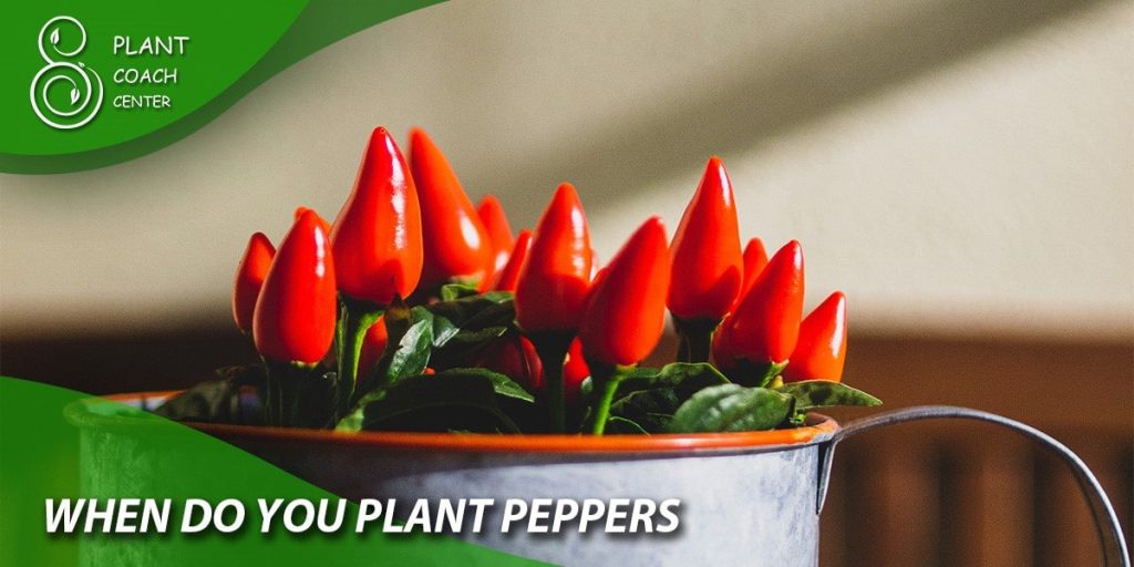when do you plant peppers
