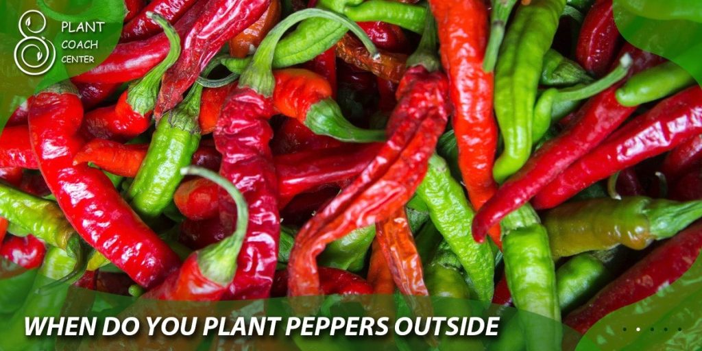 when do you plant peppers outside