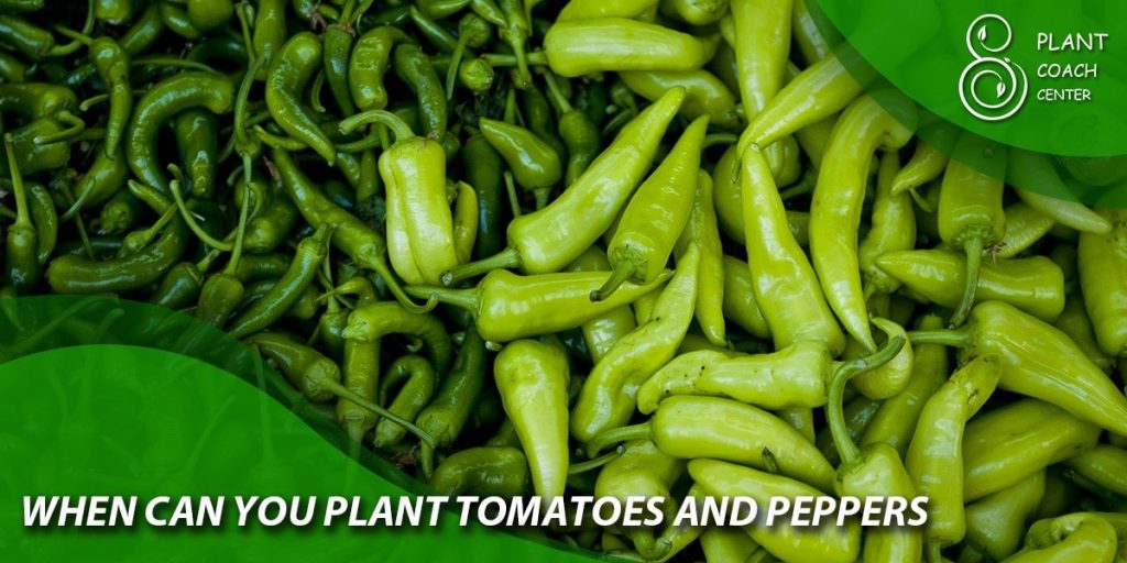 when can you plant tomatoes and peppers
