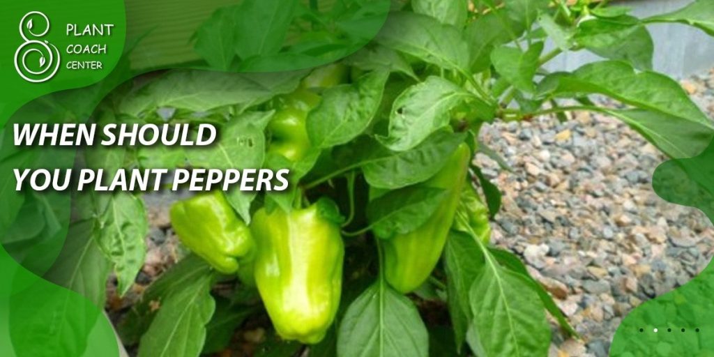 When should you plant peppers