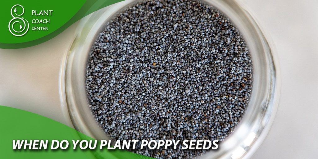 when do you plant poppy seeds