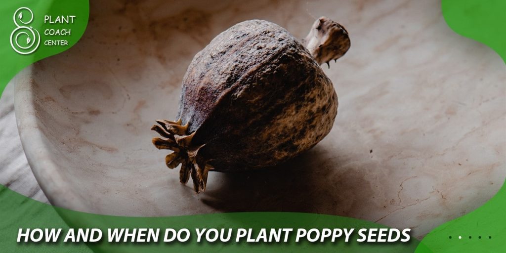 how and when do you plant poppy seeds