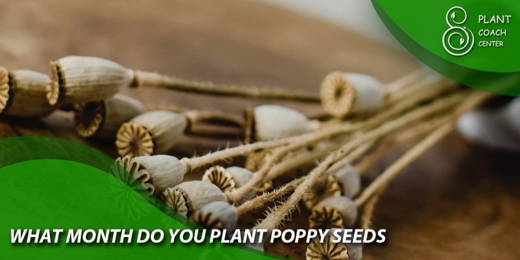 What month do you plant poppy seeds