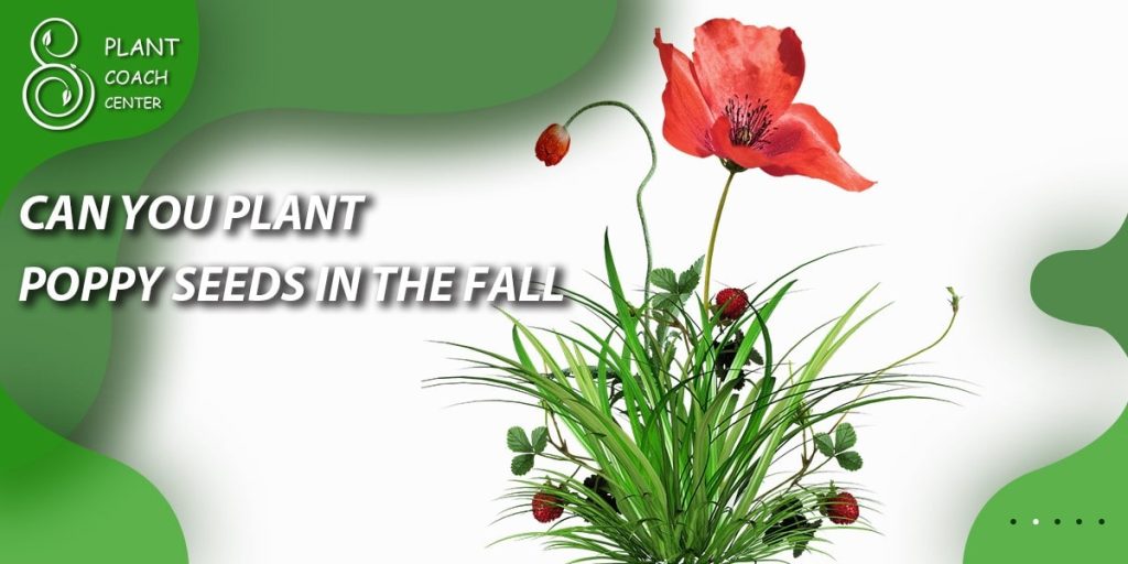 can you plant poppy seeds in the fall