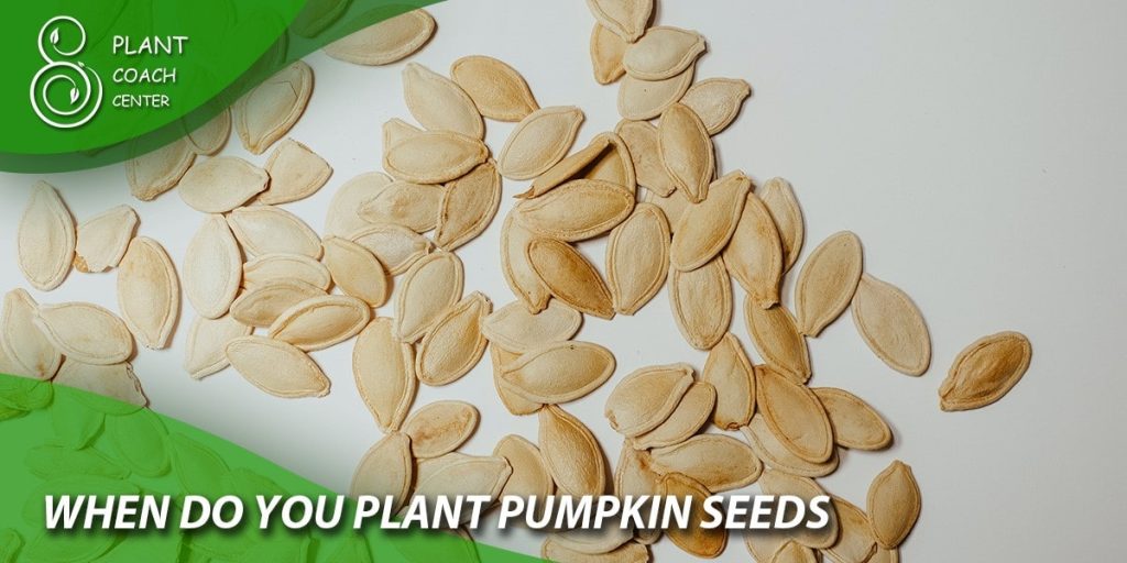 when do you plant pumpkin seeds