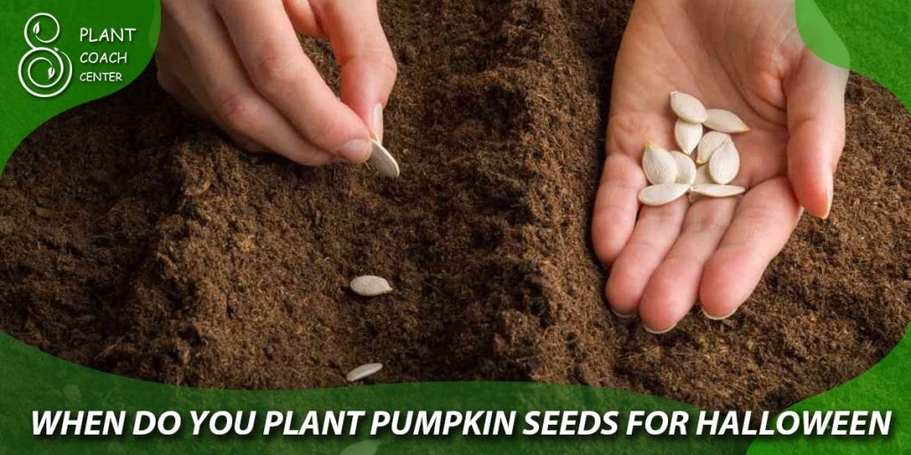 when do you plant pumpkin seeds for halloween