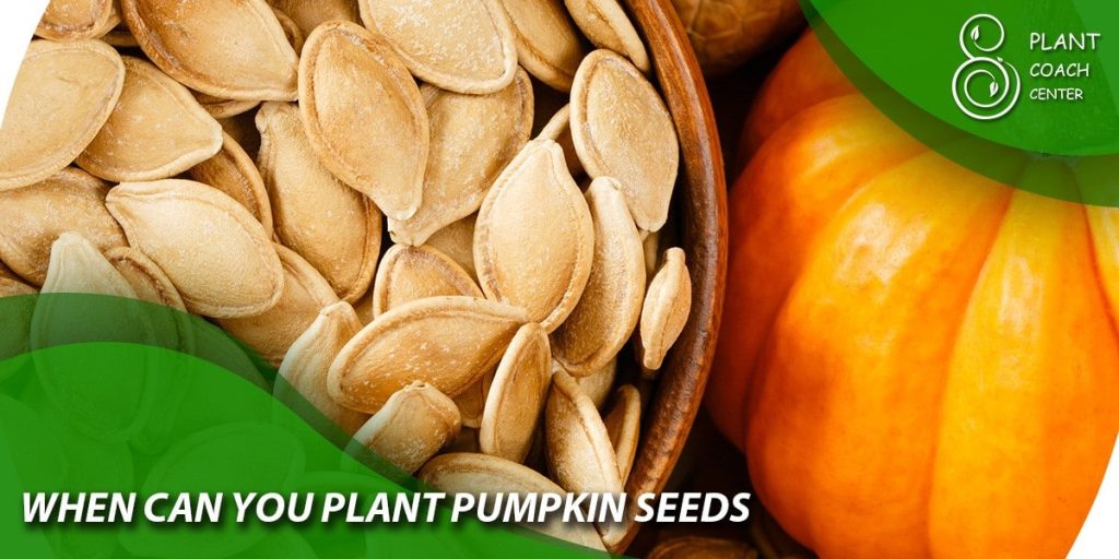 When can you plant pumpkin seeds