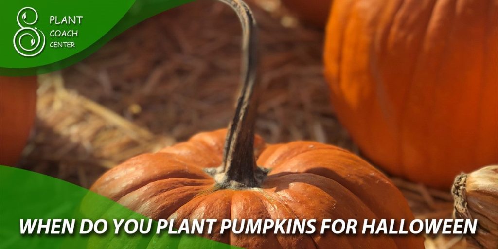 When do you plant pumpkins for Halloween