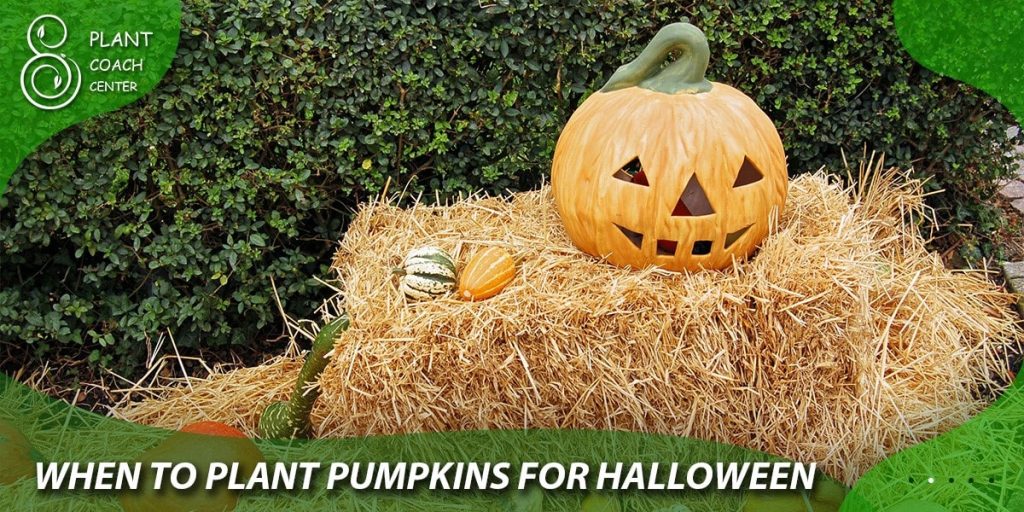 When to plant pumpkins for Halloween