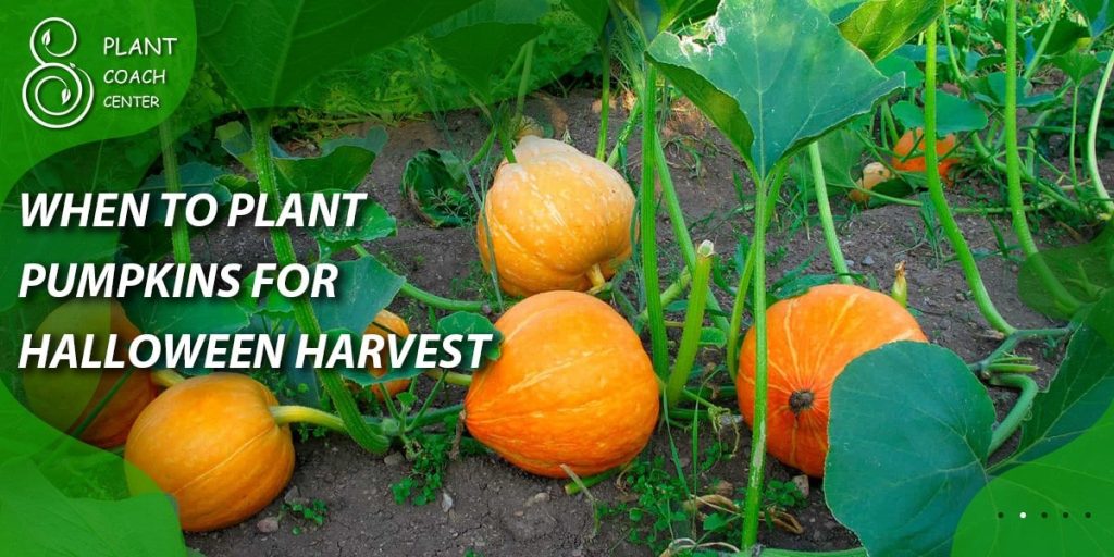 when to plant pumpkins for halloween harvest