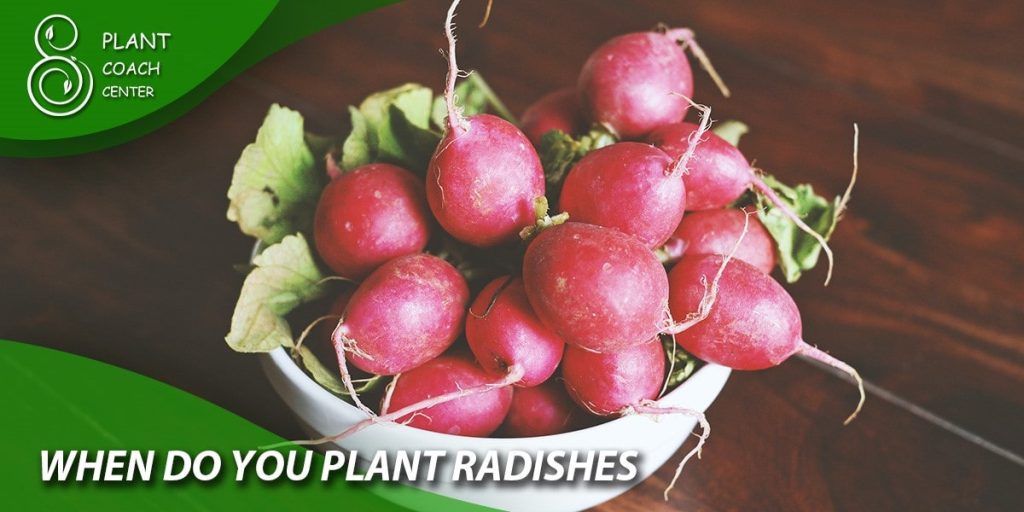 when do you plant radishes