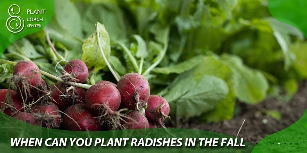 when can you plant radishes in the fall