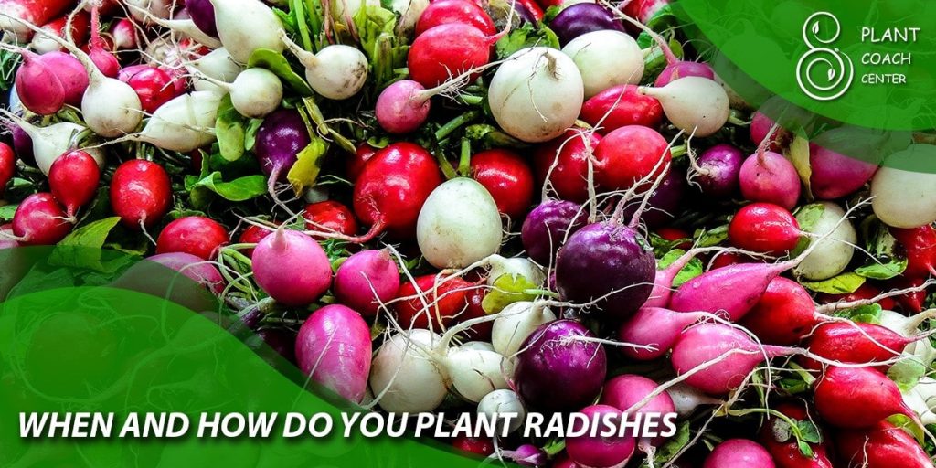 when and how do you plant radishes