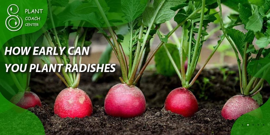How early can you plant radishes
