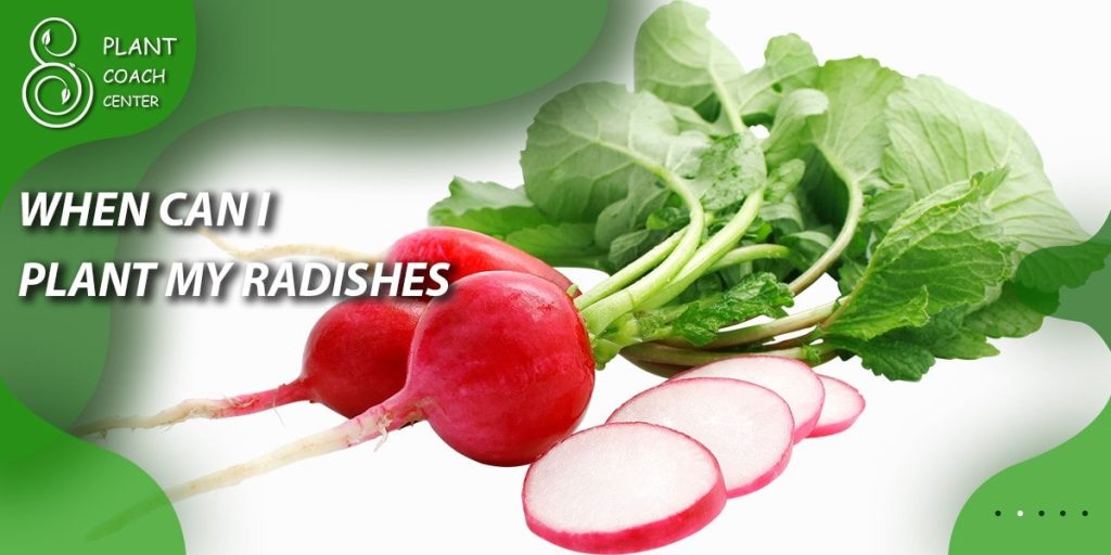 When can I plant my radishes