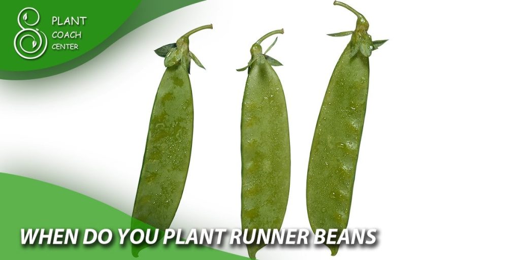 when do you plant runner beans